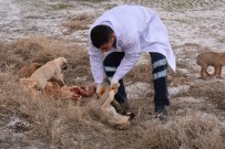 YAVRU KÖPEKLER - Ölüme Terk Edilen Köpeklere Aksaray Belediyesi Sahip Çıktı