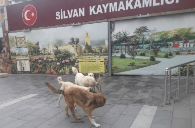 Silvan'da Başıboş Köpekler Korkutuyor