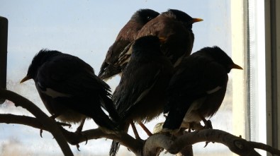 Van'da Ele Geçirilen Çiğdeci Kuşları Hayvanat Bahçesine Gönderilecek