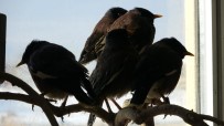 VAN YÜZÜNCÜ YıL ÜNIVERSITESI - Van'da Ele Geçirilen Çiğdeci Kuşları Hayvanat Bahçesine Gönderilecek