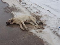ŞEYH EDEBALI - Yaralı Halde Bulunan Köpek, Tedavi Altına Alındı