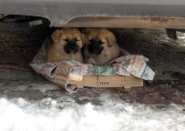 YAVRU KÖPEKLER - Yavru Köpeklerin Soğukta Yaşam Mücadelesi Yürek Burktu