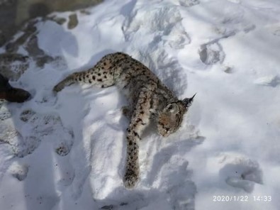 Aracın Çarptığı Vaşak Telef Oldu