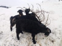 KEÇİ - Kahramanmaraş'ta 1 Milyon 300 Bin Küçükbaş Hayvan Var