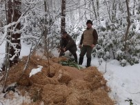 KIŞ MEVSİMİ - Kar Yağışı Nedeniyle Aç Kalan Hayvanlara Yem Bırakıldı
