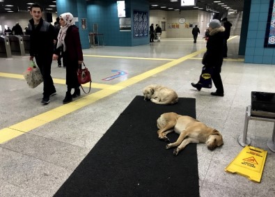 Köpekler ısınmak için Marmaray'a sığındı