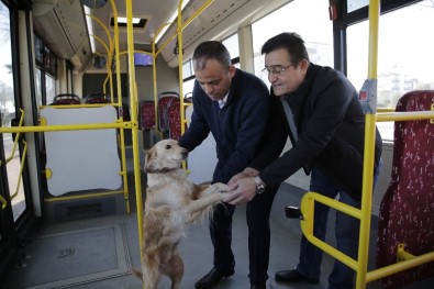 Üşüyen Köpek Yolcularla Şehir Turu Attı