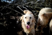 SOKAK KÖPEKLERİ - Belediye 'Kanun Var' Vatandaşlar İse 'Çocuğum Var' Diyor