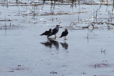 Beyşehir Gölü'nde Su Kuşlarının Zorlu Yaşamı