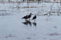 KIŞ MEVSİMİ - Beyşehir Gölü'nde Su Kuşlarının Zorlu Yaşamı