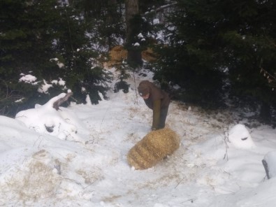 Karda Aç Kalan Yaban Hayvanları İçin Ormana Yem Bırakıldı