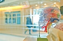 İNSANOĞLU - Prof. Dr. Uğur Batı Açıklaması 'Düzensiz Gelir Beyin Sağlığını Olumsuz Etkiliyor'