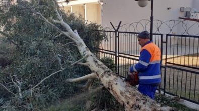 Adana'da Fırtına Ağaçları Kökünden Söktü