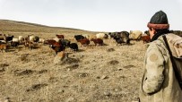 GÜRBULAK - Ardahan'da Kış Ayında Sıcak Hava Çiftçiye Ekonomik Kazanç Sağlıyor