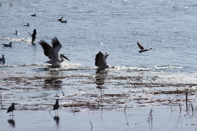 Beyşehir Gölü'nde Pelikanların Yiyecek Arayışı İlgi Çekti