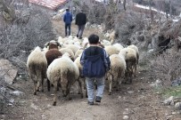 Boyundan Büyük Koyunlara Çobanlık Yapıyor Haberi