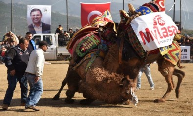 Egenin Namlı Develeri Selimiye'de Buluşacak