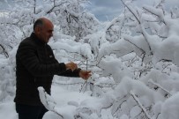 YAĞAN - Kar Fındık Üreticisinin Yüzünü Güldürdü