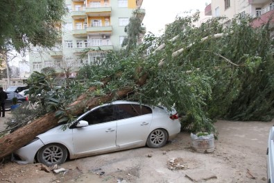 Mardin'de Şiddetli Rüzgar  Dev Ağacı Otomobilin Üzerine Devirdi