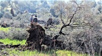 KAVAKLı - Ölmez Ağaç Zeytin Doğaseverlere Anlatıldı