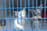 AMELİYATHANE - Can Dostlara Kucak Açan Merkez