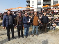 GÜREŞ - Burhaniye'de Deve Güreşlerini 15 Bin Kişi İzledi