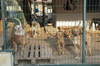 TRAFIK KAZASı - Mersin'de 800 Köpek Ve 550 Kedi Sahiplendirildi