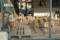 Mersin'de 800 Köpek Ve 550 Kedi Sahiplendirildi