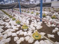 Sakarya'da Havalandırma Fanları Arızalanan Çiftlikte 27 Bin 500 Tavuk Telef Oldu
