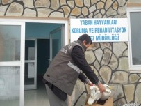 VAN YÜZÜNCÜ YıL ÜNIVERSITESI - Yaralı Büyük Ak Balıkçıl Kuşu Tedavi Altına Alındı