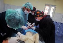 HAYVAN HAKLARı - Kaza Sonucu Ağır Yaralanan Kedi Ve Köpek Operasyonla Hayata Tutundu