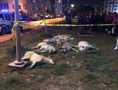 Sokak köpeklerini zehirleyen 3 kişiye 10 yıl hapis
