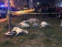 SOKAK KÖPEĞİ - Sokak köpeklerini zehirleyen 3 kişiye 10 yıl hapis