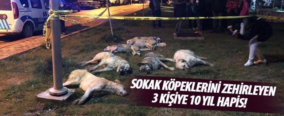 Sokak köpeklerini zehirleyen 3 kişiye 10 yıl hapis