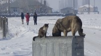 Dondurucu Havada Kedi Ve Köpeğin Sıcak Dostluğu Haberi