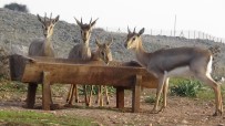 ÖĞRETİM ÜYESİ - Hatay'daki Dağ Ceylanlarının Sayısı 921'E Çıktı