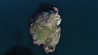 KARADENIZ - Kuşların Ordu'daki Yaşam Alanı Açıklaması 'Hoynat Adası'