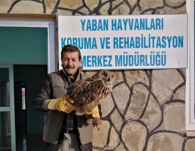 Van'da Yaralı Bulunan Puhu, Tedavi Altına Alındı