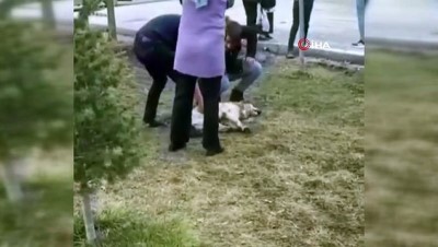 Ankara'da 14 Kuş Ve 6 Köpek Zehirlenerek Öldürüldü