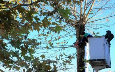 Büyükçekmece'de Çınar Ağaçları 'Kanser' Riskine Karşı Budanamıyor
