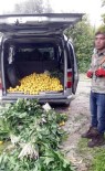 ÇEŞMELI - Jandarma Limon Hırsızlarını Kıskıvrak Yakaladı