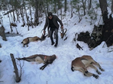 Kaçak Avcılar Bir Ayda 244 Bin TL Ceza Uygulandı