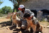 HAYVAN BARINAĞI - Konya'da 'Gönüllü Hayvan Dostları Projesi' Türkiye'ye Örnek Oluyor