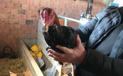 Yasa Dışı Horoz Dövüştüren 23 Kişiye 7 Bin 790 TL Ceza Kesildi