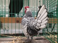 SÜS TAVUĞU - Tavuklar Ankara'da Podyuma Çıkacak