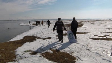 Buz Tutan Sulak Alanlarda Yemleme Çalışması