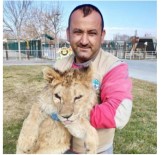 ERCIYES ÜNIVERSITESI - Hayvanat Bahçesindeki Aslan Bakıcısının Parmağını Kopardı