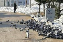 YAĞAN - Her Sabah Kuşlar Onu Bekliyor