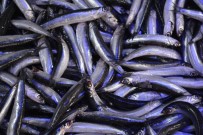 Balıkçıların yüzünü hamsi güldürdü