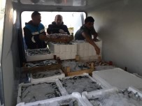 TARıM - Ordu'da Su Ürünlerine Sıkı Denetim